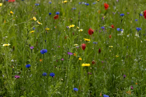 Fond d'écran Prairie de fleurs sauvages 4K · nature · 3840×2560