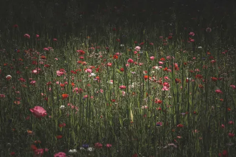 Wildflower Meadow 4K Wallpaper · nature · 3840×2560