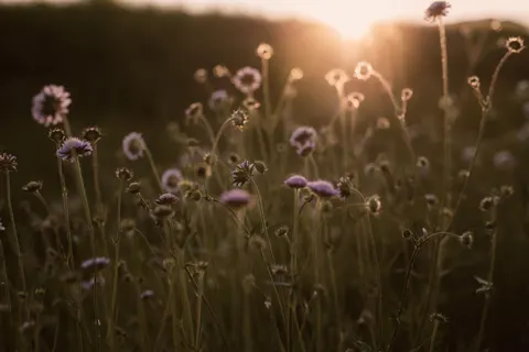 Wildflower Meadow 4K Wallpaper · nature · 3840×2560
