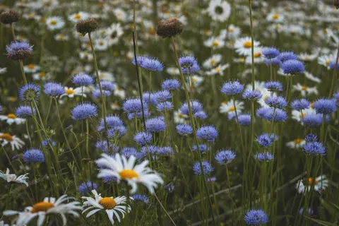 Fondo de pantalla Pradera de flores silvestres 4K · nature · 3840×2560