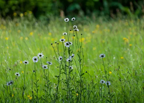Wildflower Meadow 4K Wallpaper · nature · 3840×2743
