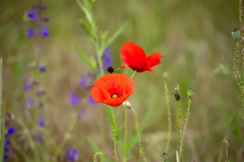 Wildflower Meadow 4K Wallpaper · nature · 3840×2560