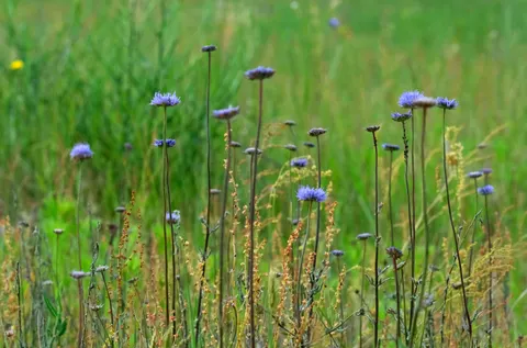 Wildflower Meadow 4K Wallpaper · nature · 3840×2538