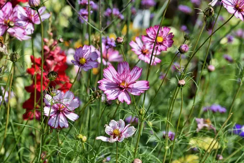 Wildflower Meadow 4K Wallpaper · nature · 3840×2560