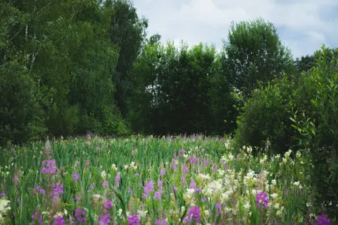 Wildflower Meadow 4K Wallpaper · nature · 3840×2553