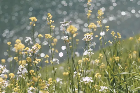 Wildflower Meadow 4K Wallpaper · nature · 3840×2560
