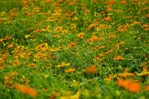 Wildflower Meadow 4K Wallpaper · nature · 3840×2560