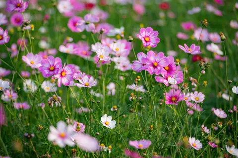 Wildflower Meadow 4K Wallpaper · nature · 3840×2555