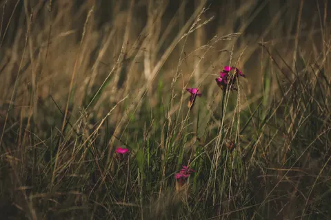 Fond d'écran Nature 4K · nature · 3840×2560