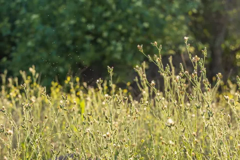 Wildblumenwiese 4K Hintergrundbild · nature · 3840×2560