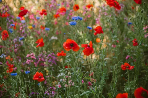 Wildflower Meadow 4K Wallpaper · nature · 3840×2560