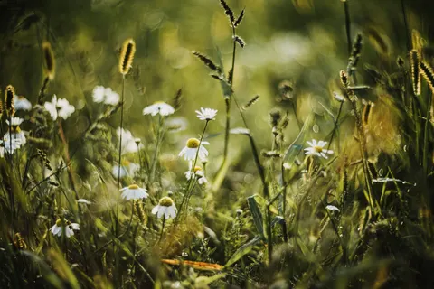 Wildflower Meadow 4K Wallpaper · nature · 3840×2560