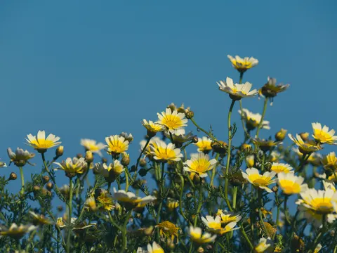 野花の草原 4K壁紙 · nature · 3840×2880