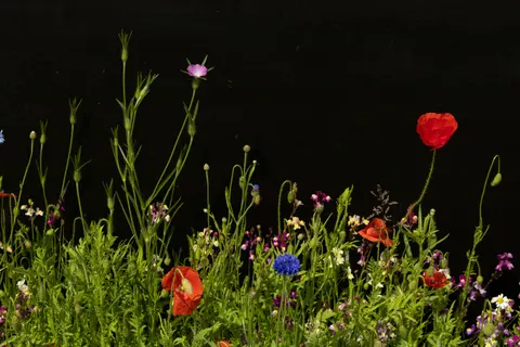 野花草甸 4K桌布 · nature · 3840×2560