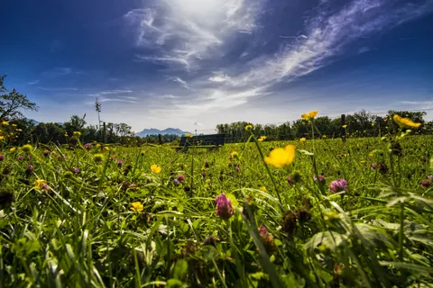 Fond d'écran Prairie de fleurs sauvages 4K · nature · 3840×2560
