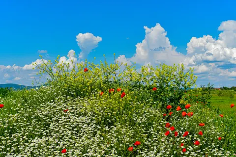 Papel de parede Natureza 4K · nature · 3840×2560
