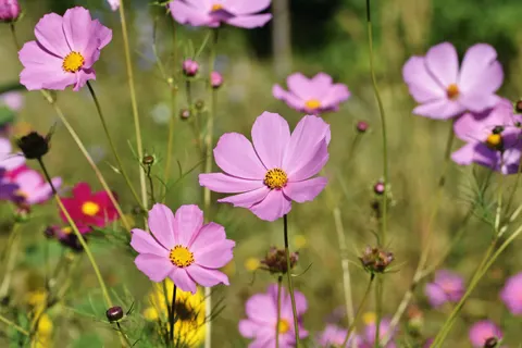 Wildflower Meadow 4K Wallpaper · nature · 3840×2560