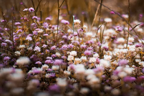 Wildflower Meadow 4K Wallpaper · nature · 3840×2560