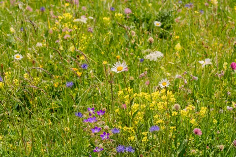 Wildflower Meadow 4K Wallpaper · nature · 3840×2561