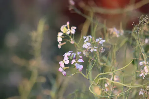 Wildflower Meadow 4K Wallpaper · nature · 3840×2560