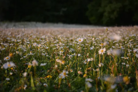 Wildblumenwiese 4K Hintergrundbild · nature · 3840×2560