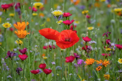 Wildflower Meadow 4K Wallpaper · nature · 3840×2560