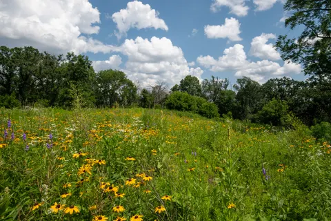 Fond d'écran Prairie de fleurs sauvages 4K · nature · 3840×2560