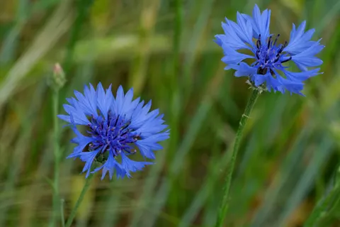 Wildflower Meadow 4K Wallpaper · nature · 3840×2560