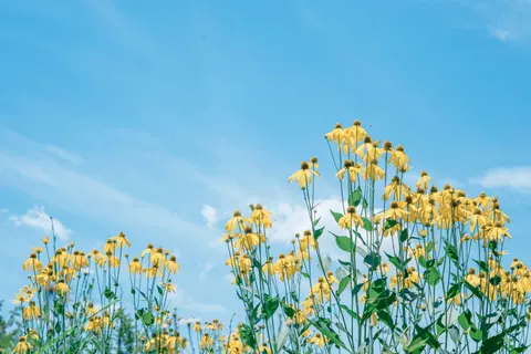 خلفية مرج الأزهار البرية بدقة 4K · nature · 3840×2560
