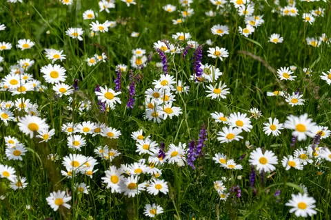 Wildflower Meadow 4K Wallpaper · nature · 3840×2560