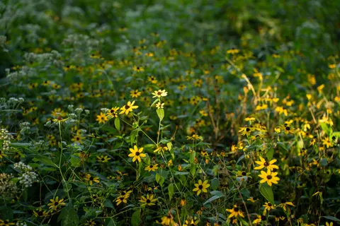 Wildflower Meadow 4K Wallpaper · nature · 3840×2560