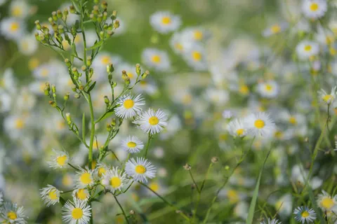 Wildflower Meadow 4K Wallpaper · nature · 3840×2560