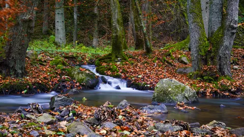 Forest Stream 4K Wallpaper · nature · 3840×2160
