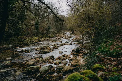 Forest Stream 4K Wallpaper · nature · 3840×2560