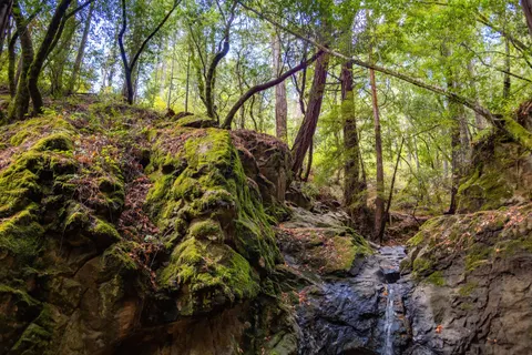 森林溪流 4K桌布 · nature · 3840×2560
