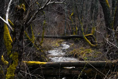 Forest Stream 4K Wallpaper · nature · 3840×2560