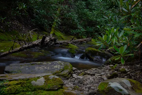 Forest Stream 4K Wallpaper · nature · 3840×2560