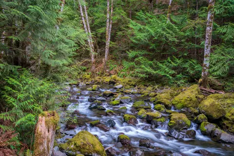 Forest Stream 4K Wallpaper · nature · 3840×2561
