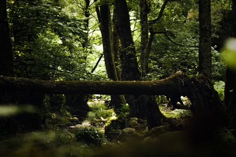 Papel de parede Natureza 4K · nature · 3840×2560