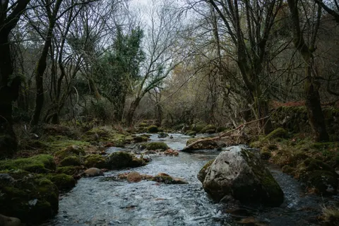 Forest Stream 4K Wallpaper · nature · 3840×2560