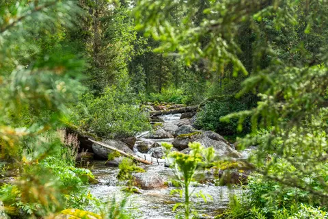 Forest Stream 4K Wallpaper · nature · 3840×2560