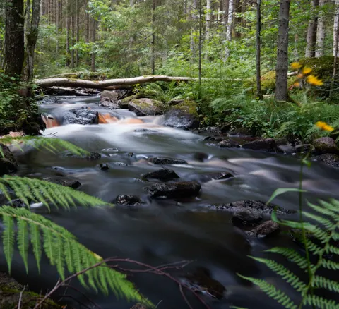 Forest Stream 4K Wallpaper · nature · 3840×3504