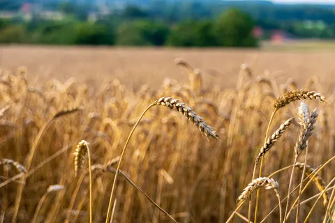 Wheat Field 4K Wallpaper · nature · 3840×2560