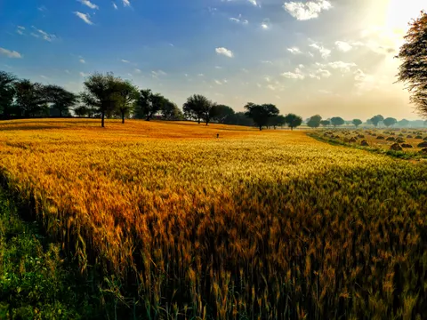 Wheat Field 4K Wallpaper · nature · 3840×2880