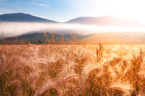 Weizenfeld 4K Hintergrundbild · nature · 3840×2560