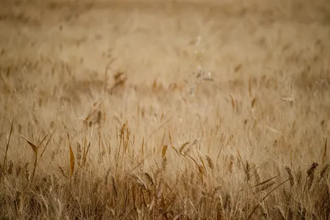 Wheat Field 4K Wallpaper · nature · 3840×2560