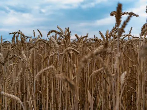 Wheat Field 4K Wallpaper · nature · 3840×2878
