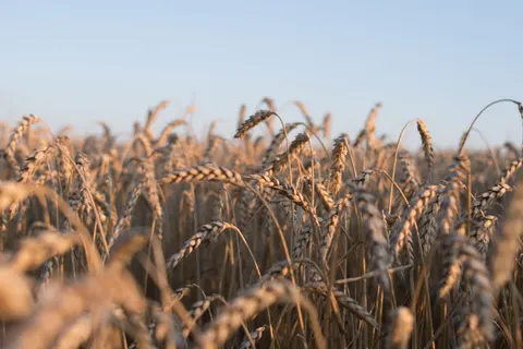 Weizenfeld 4K Hintergrundbild · nature · 3840×2560
