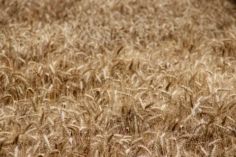 Wheat Field 4K Wallpaper · nature · 3840×2560