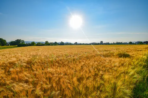 Wheat Field 4K Wallpaper · nature · 3840×2560